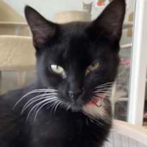 Thumbnail photo of Bubblegum #2