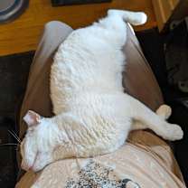 Thumbnail photo of Puff the Magic Dragon #2