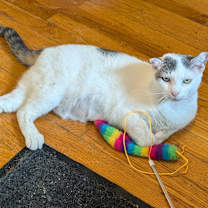 Thumbnail photo of Puff the Magic Dragon #3