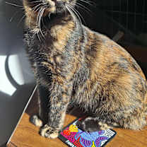 Thumbnail photo of Echo #1