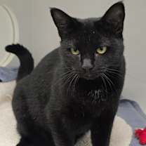 Thumbnail photo of Midnight Star #1