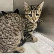 Thumbnail photo of Nori #2