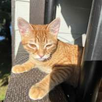 Thumbnail photo of Joy Boy Alex Adopted!! #2