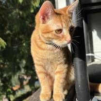 Thumbnail photo of Joy Boy Alex Adopted!! #3