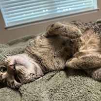 Thumbnail photo of Hazel #2