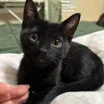 Thumbnail photo of Hazel's Luna KITTEN #1