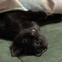 Thumbnail photo of Hazel's Luna KITTEN #2