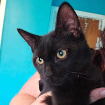 Thumbnail photo of Jinx #1