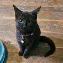 Thumbnail photo of Baldy #1