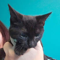 Thumbnail photo of Baldy #2