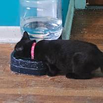 Thumbnail photo of Baldy #3