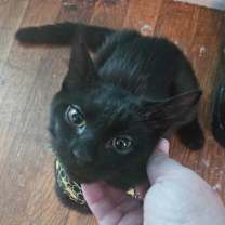 Thumbnail photo of Jinx #3