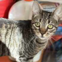 Thumbnail photo of Curly Fry #1