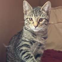 adopt-pet
