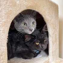 Thumbnail photo of Cowboy #2