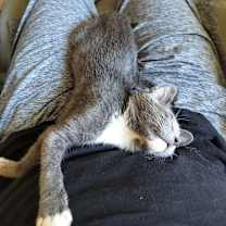 Thumbnail photo of Cowboy #4