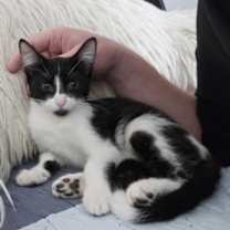 adopt-pet