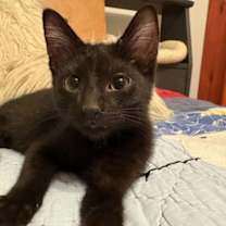 adopt-pet