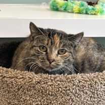 Thumbnail photo of Spades #1