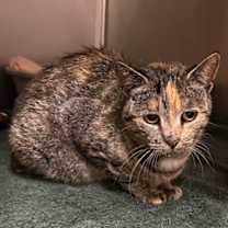 Thumbnail photo of Spades #3