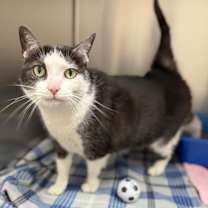 Thumbnail photo of Gilly #3