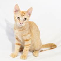 Thumbnail photo of Romeo #2