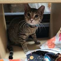 Thumbnail photo of Ollie #3