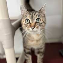 Thumbnail photo of Isla #1