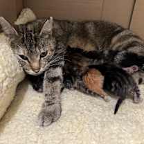 Thumbnail photo of Isla #2