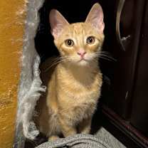 Thumbnail photo of Redford (Red) #1