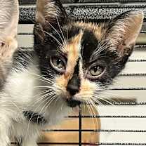 Thumbnail photo of Doodle #2