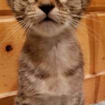 Thumbnail photo of Pepi #4