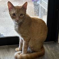 Thumbnail photo of Redford (Red) #2