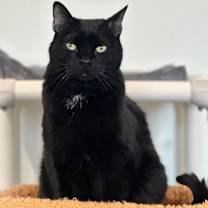 Thumbnail photo of Willow #1