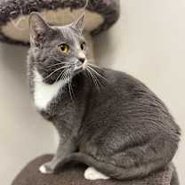 Thumbnail photo of Phoenix #4