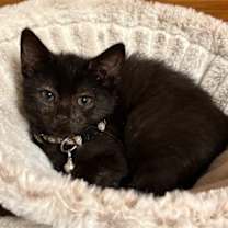 Thumbnail photo of Zachary Binks #1