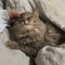 Thumbnail photo of Chichi #3