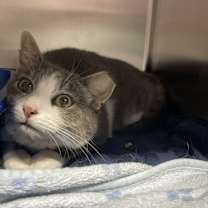 Thumbnail photo of Princess Buttercup #3