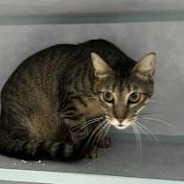 Thumbnail photo of Loki #3