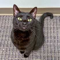 Thumbnail photo of Carina #2