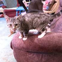 Thumbnail photo of Cactus #2