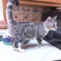 Thumbnail photo of Cactus #3