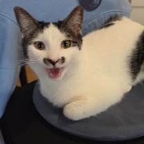 Thumbnail photo of Chantilly #2