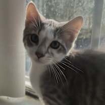 Thumbnail photo of Gouda #2