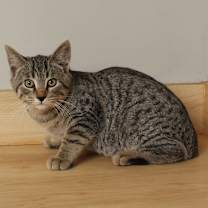 Thumbnail photo of Warlock C66726 #1