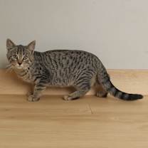 Thumbnail photo of Warlock C66726 #2