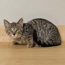 Thumbnail photo of Warlock C66726 #3