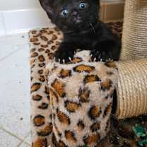 Thumbnail photo of Elle #2