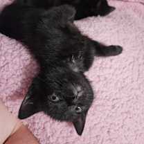 Thumbnail photo of Elle #4