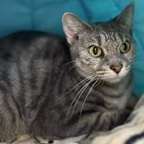 Thumbnail photo of Atlas #3